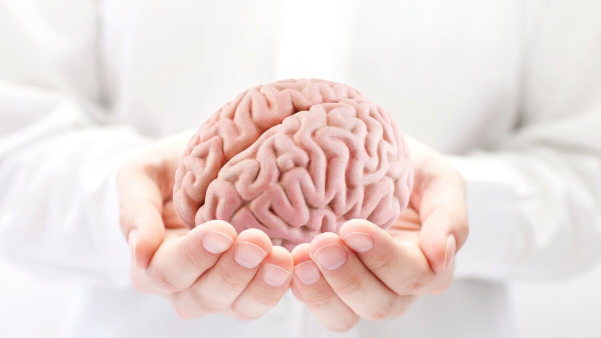 Fotografia de neurologista segurando um protótipo de cerebro bem rosado em suas mãos.