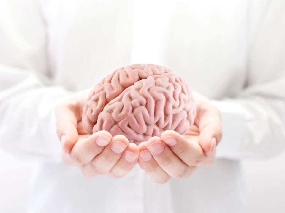 Fotografia de neurologista segurando um protótipo de cerebro bem rosado em suas mãos.