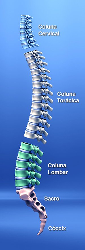 Imagem ilustrativa da coluna vertebral