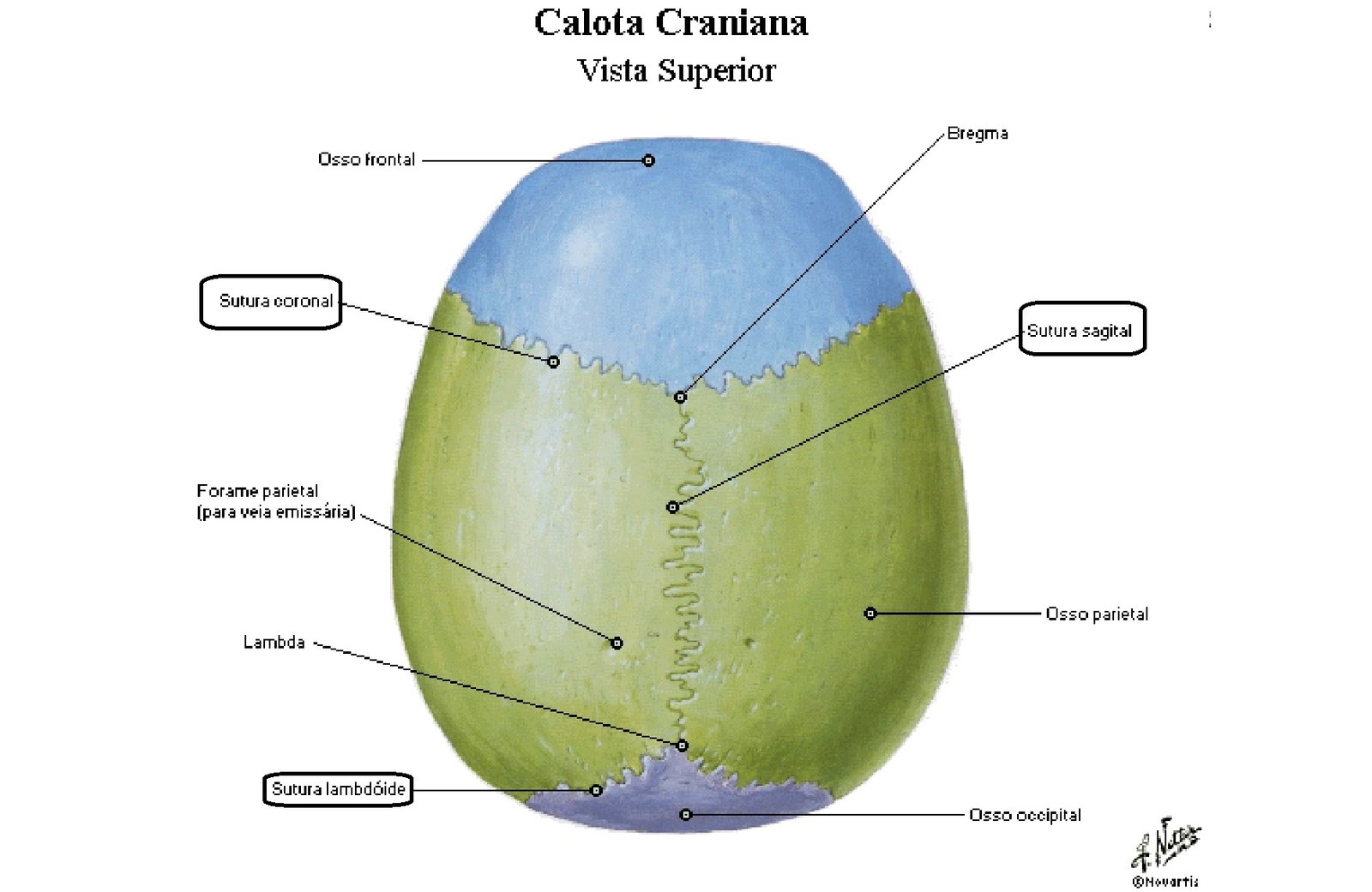 Ossos da cabeça, Anatomia papel e caneta