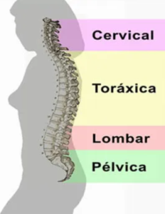 Desenho de corpo feminino, com as vértebras da coluna sendo destacadas. No desenho indica as diferentes localizações da coluna, sendo, nesta ordem, a cervical, toráxica, lombar e pélvica.