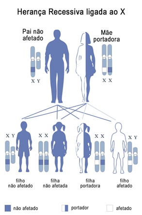  forma ilustrativa o padrão de herança recessiva ligada ao cromossomo sexual x 